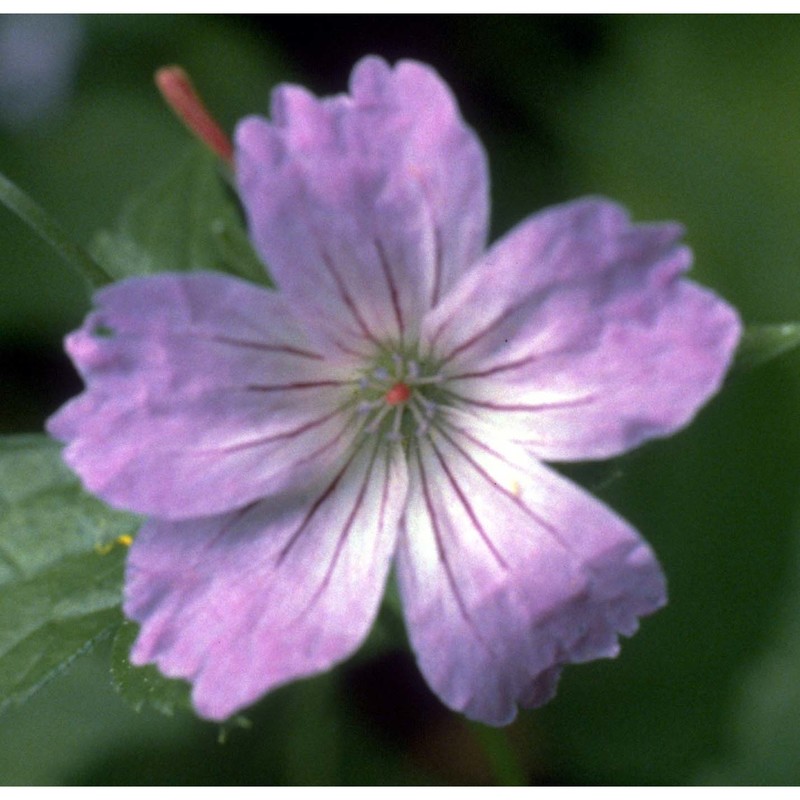 geranium nodosum l.