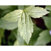 geranium nodosum l.