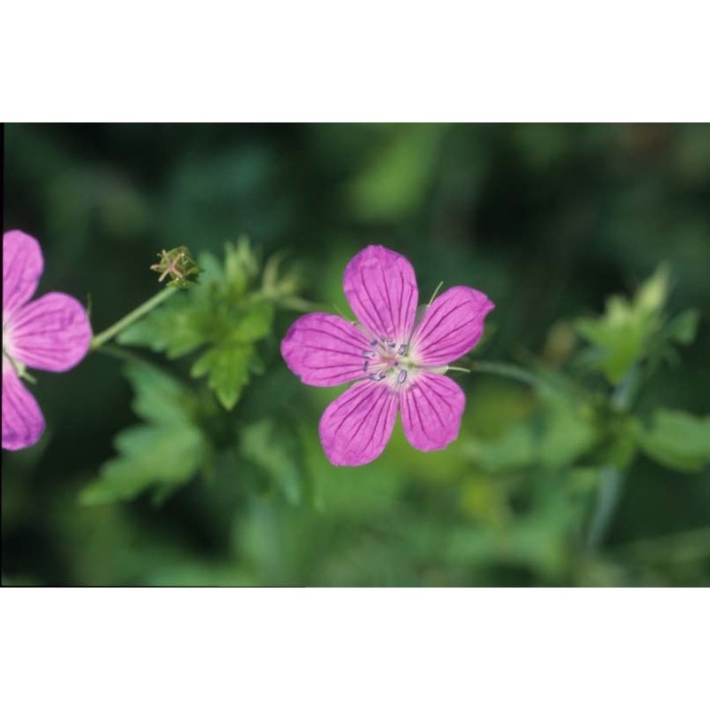 geranium palustre l.