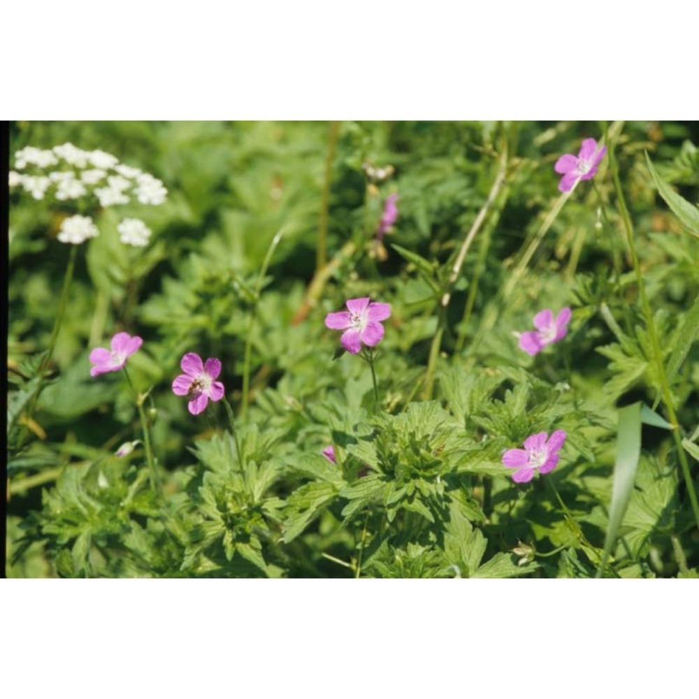 geranium palustre l.