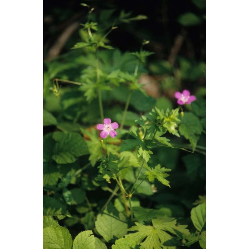 geranium palustre l.