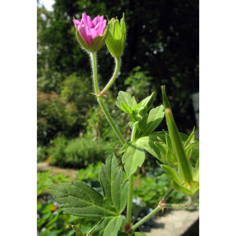 geranium palustre l.