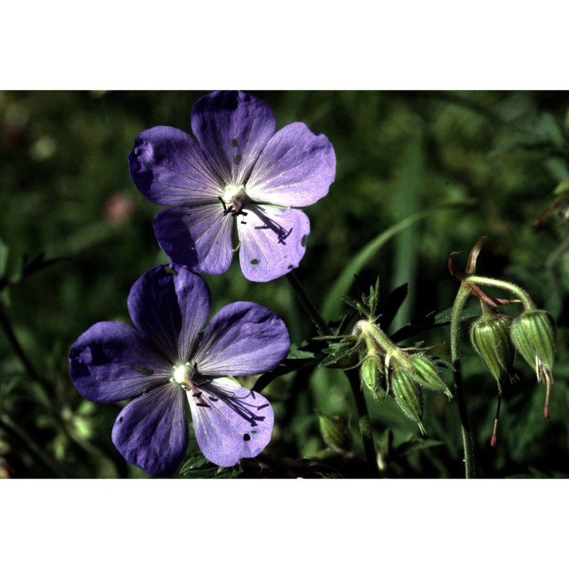 geranium pratense l.