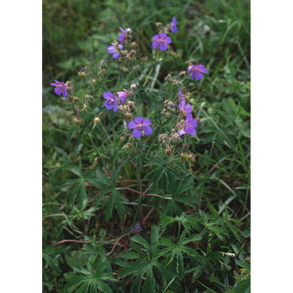 geranium pratense l.