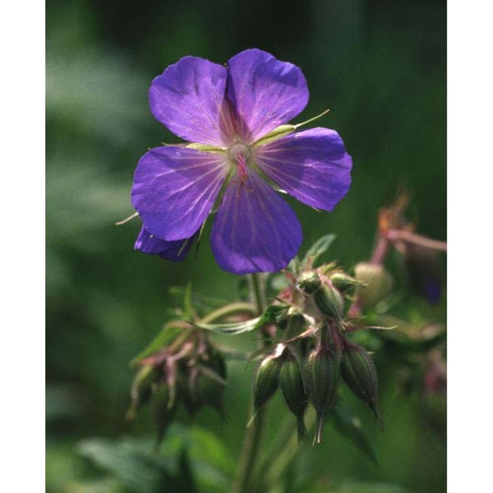 geranium pratense l.