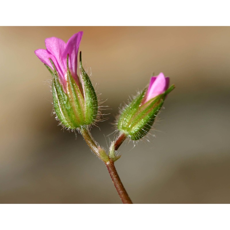 geranium purpureum vill.