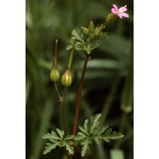 geranium purpureum vill.