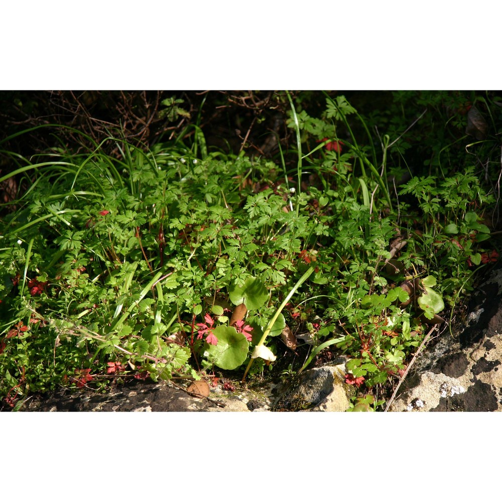 geranium purpureum vill.