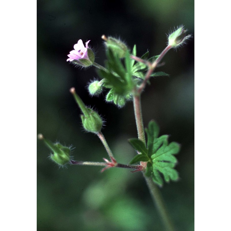 geranium pusillum l.