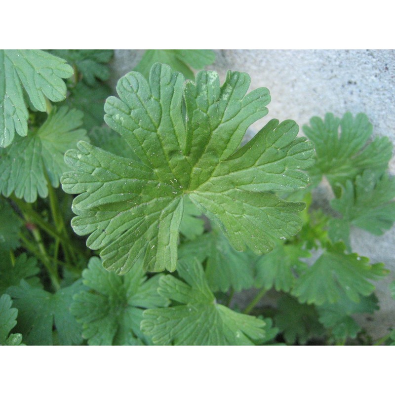 geranium pusillum l.