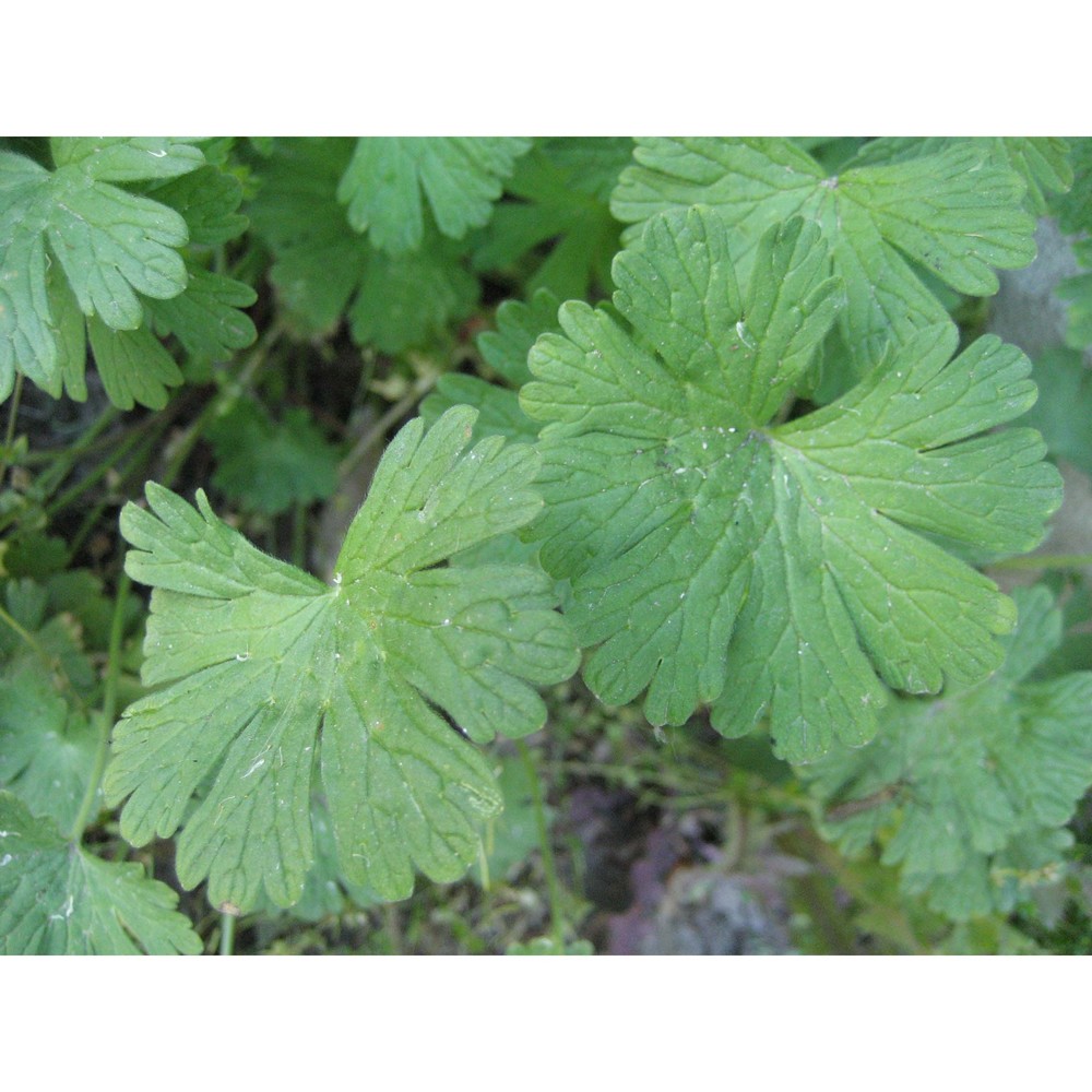 geranium pusillum l.