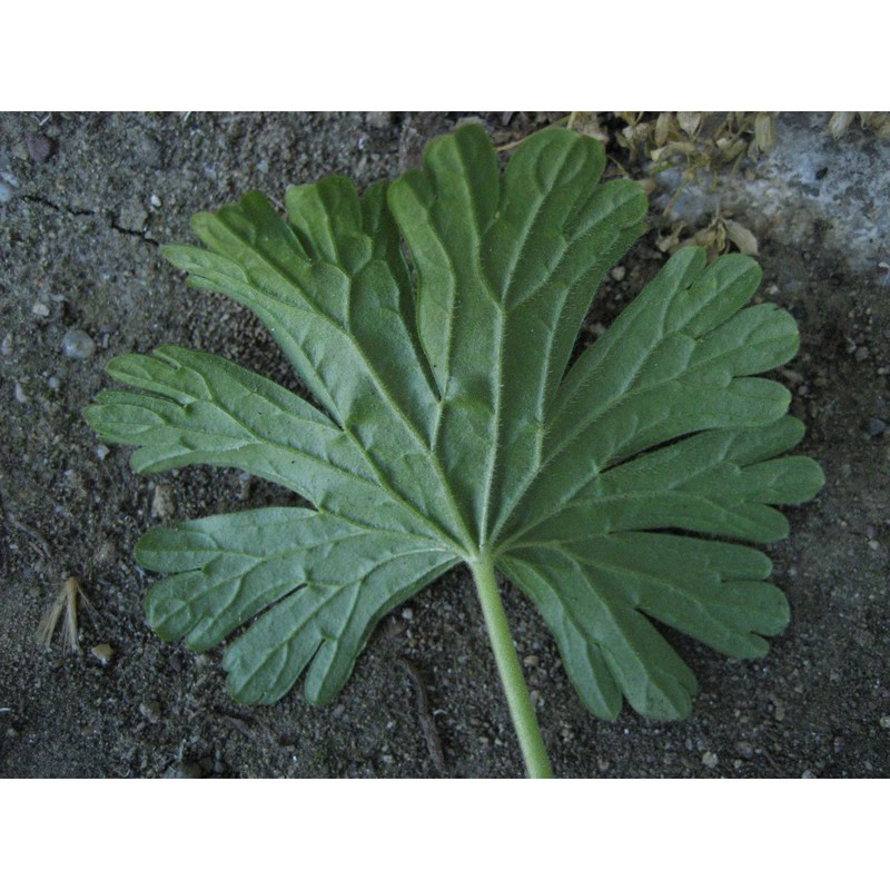 geranium pusillum l.