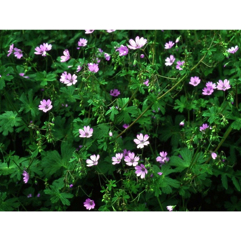 geranium pyrenaicum burm. fil.