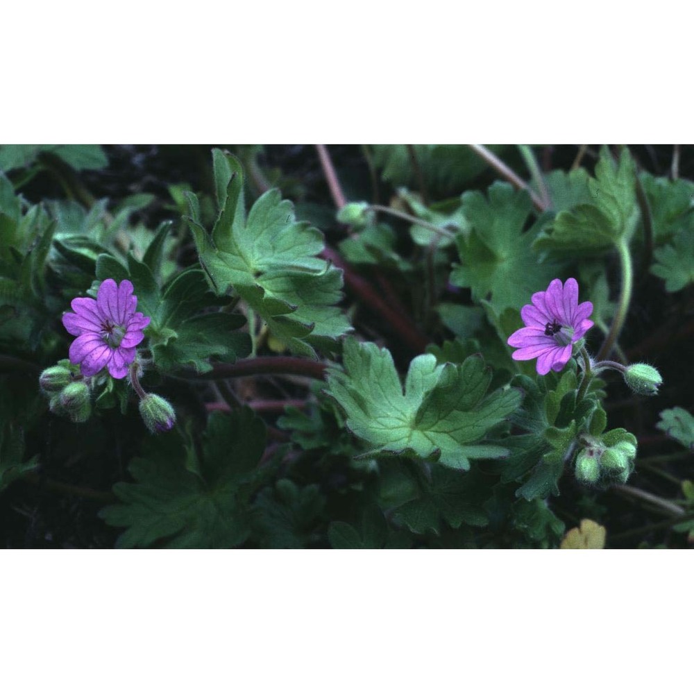 geranium pyrenaicum burm. fil.