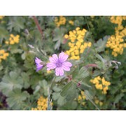 geranium pyrenaicum burm. fil.