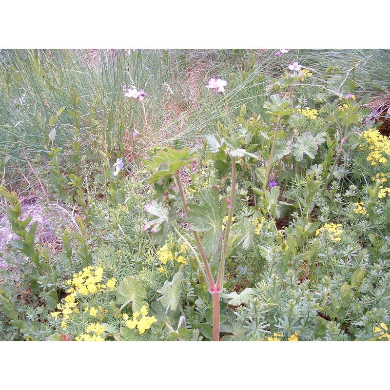 geranium pyrenaicum burm. fil.