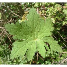 geranium reflexum l.