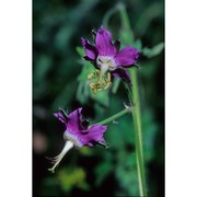 geranium reflexum l.