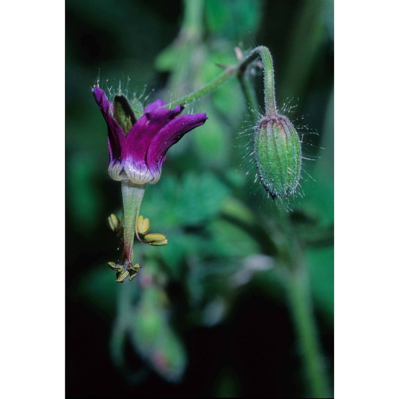 geranium reflexum l.