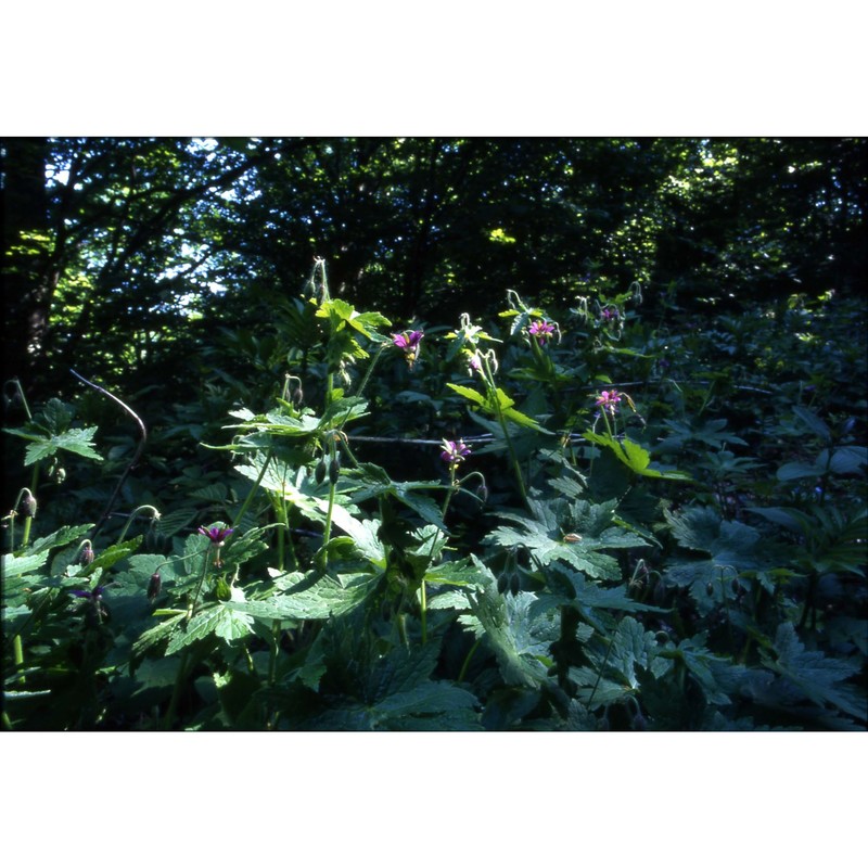 geranium reflexum l.