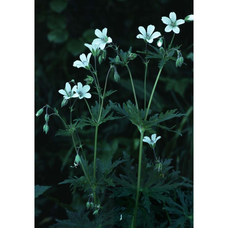 geranium rivulare vill.