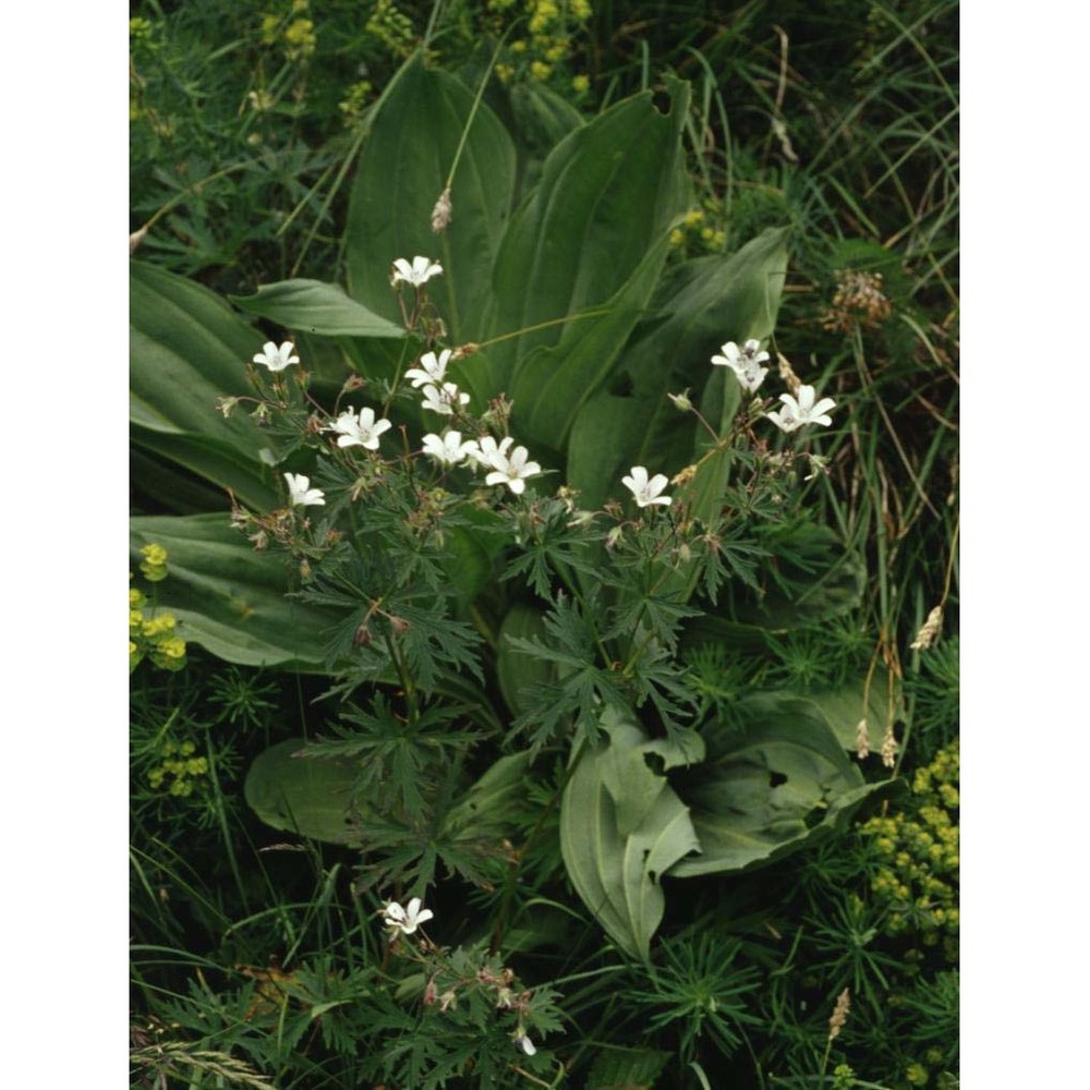 geranium rivulare vill.