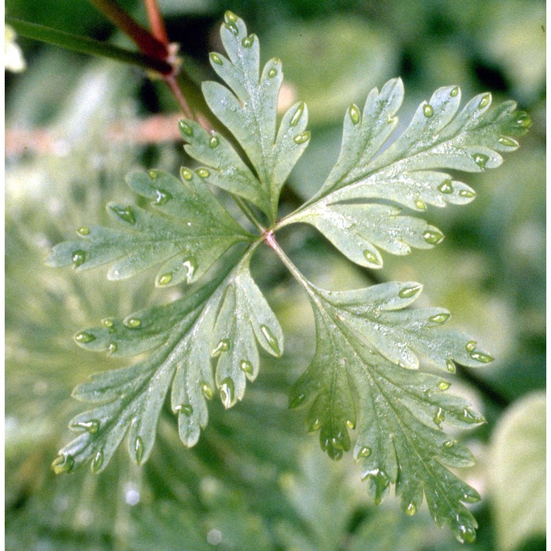 geranium robertianum l.