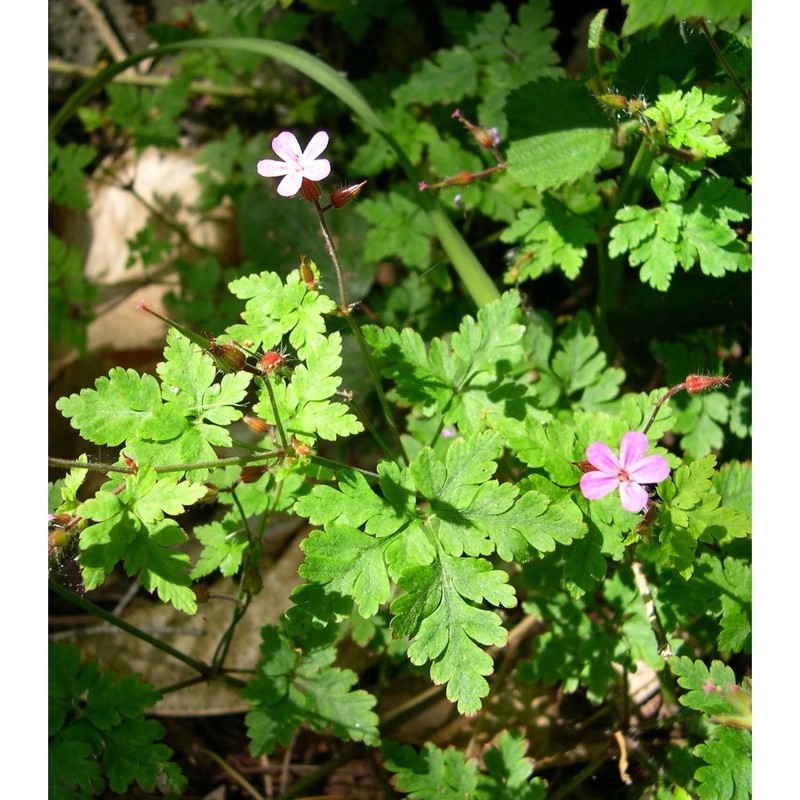 geranium robertianum l.