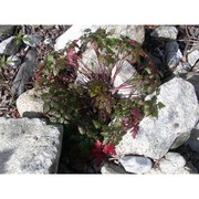 geranium robertianum l.