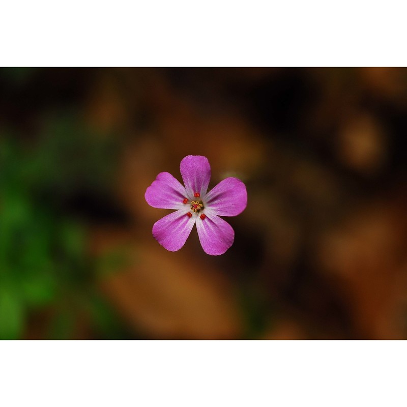 geranium robertianum l.