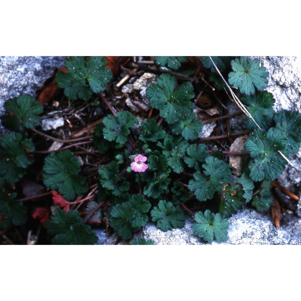 geranium rotundifolium l.