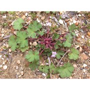 geranium rotundifolium l.