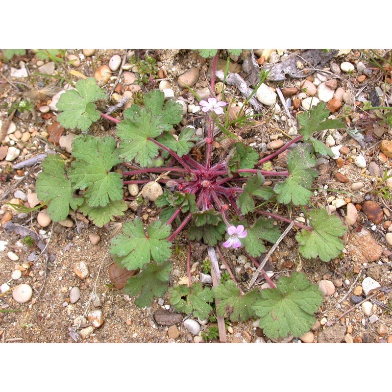 geranium rotundifolium l.