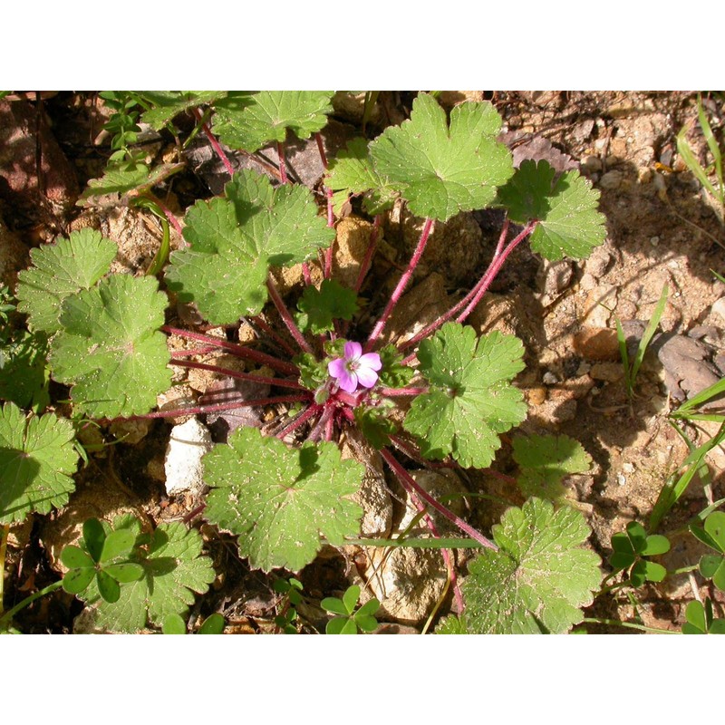 geranium rotundifolium l.