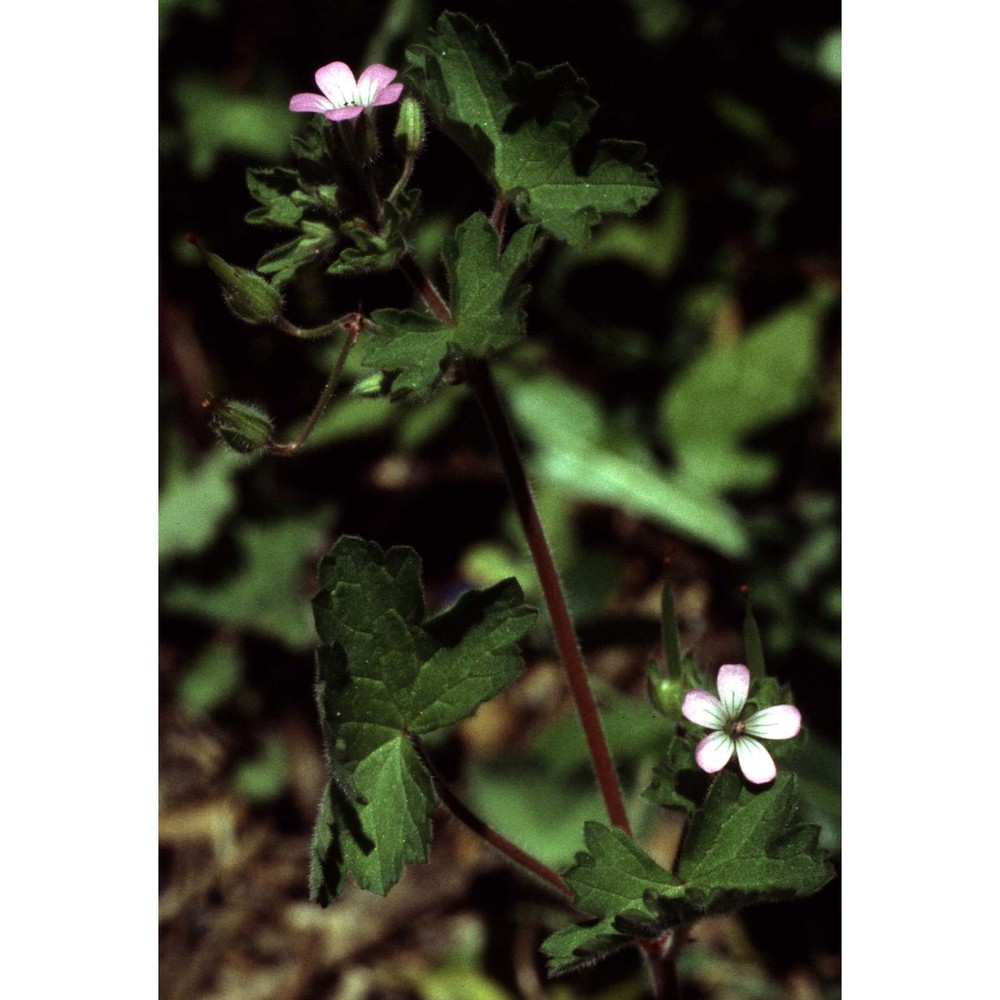 geranium rotundifolium l.