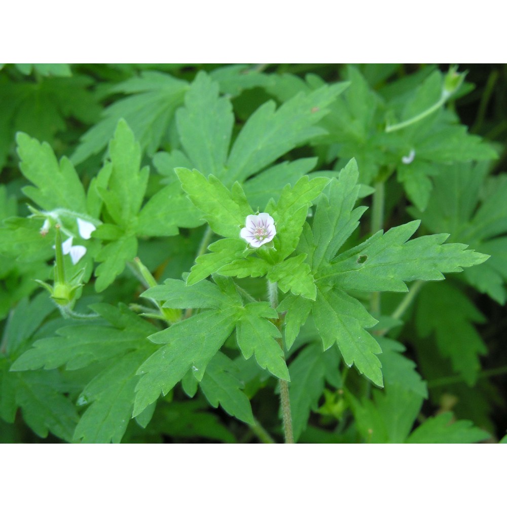 geranium sibiricum l.