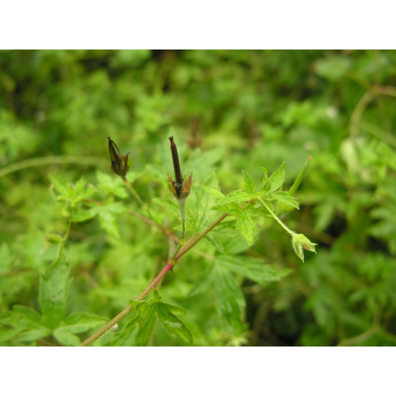 geranium sibiricum l.