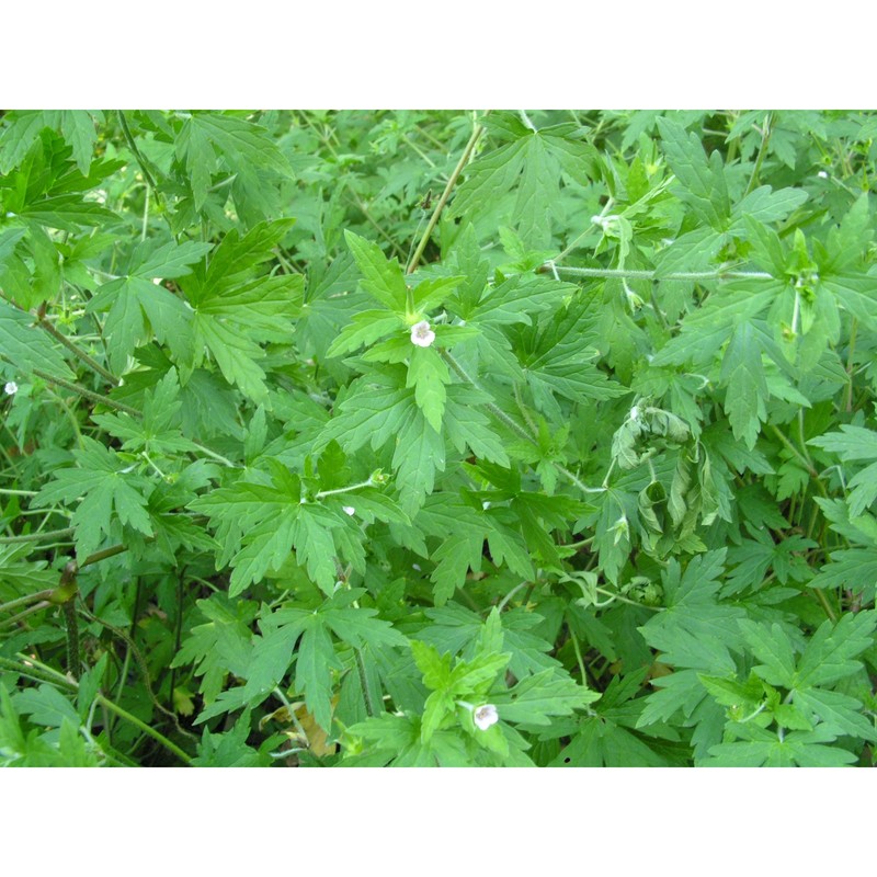 geranium sibiricum l.