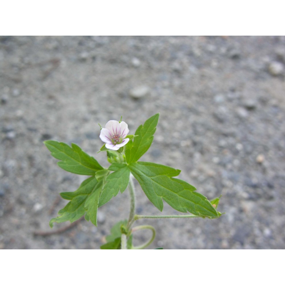 geranium sibiricum l.