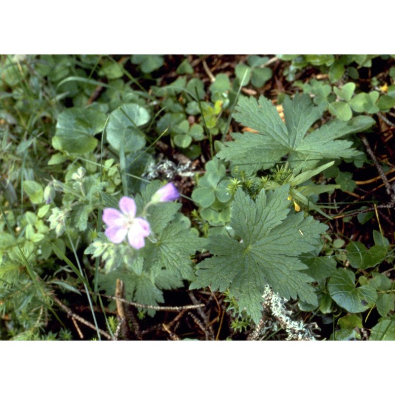 geranium sylvaticum l.