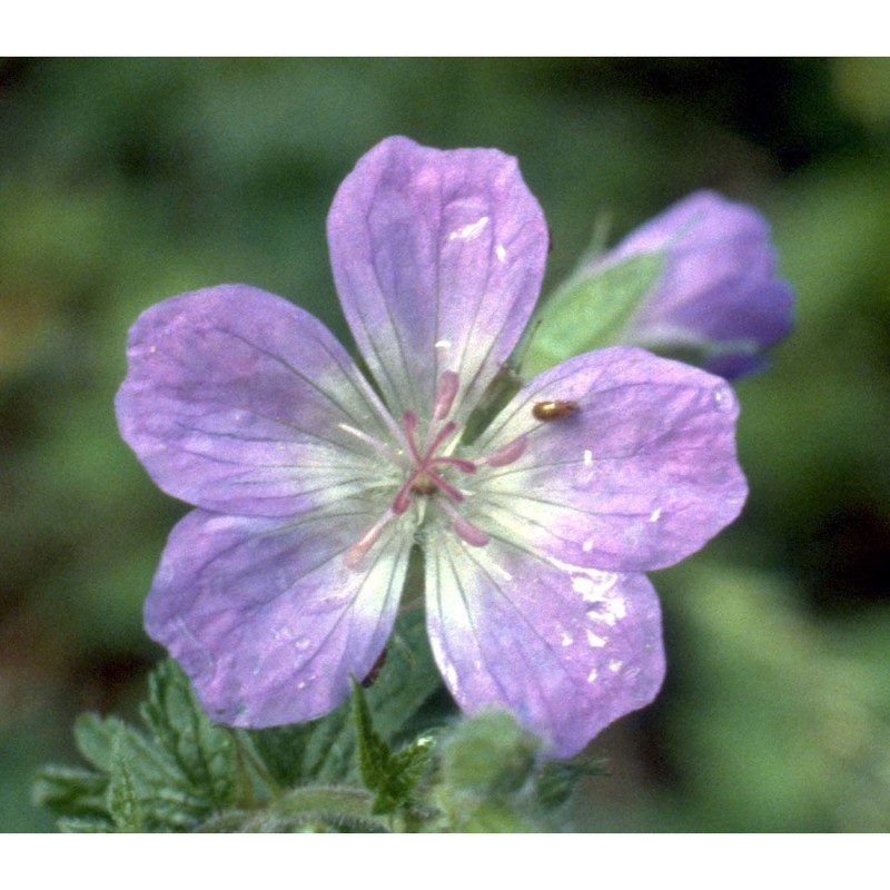 geranium sylvaticum l.