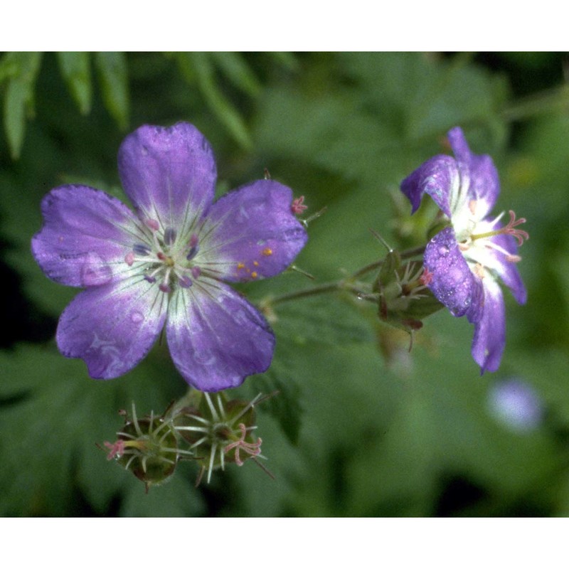 geranium sylvaticum l.