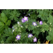 geranium sylvaticum l.