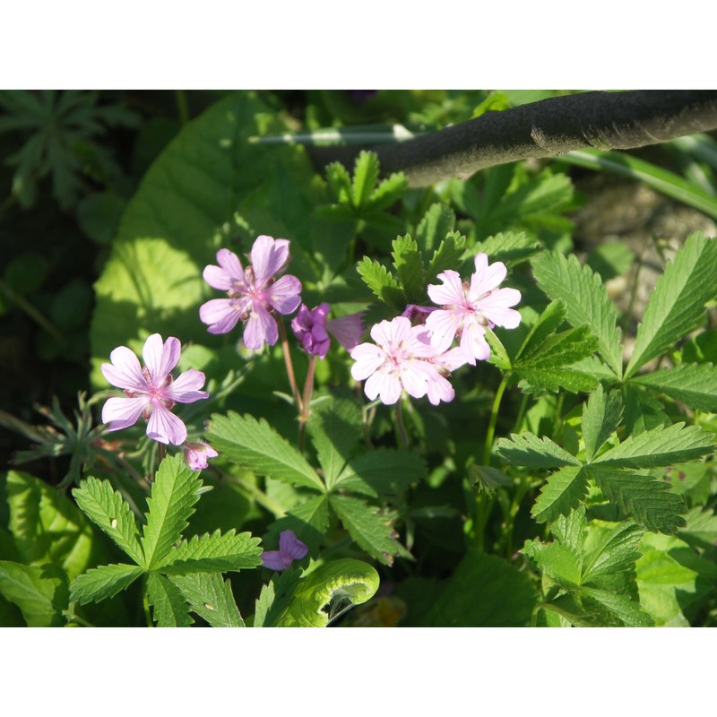 geranium tuberosum l.