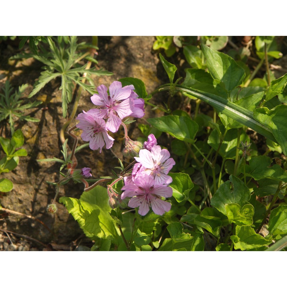 geranium tuberosum l.