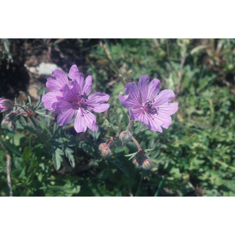 geranium tuberosum l.