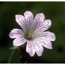 geranium versicolor l.