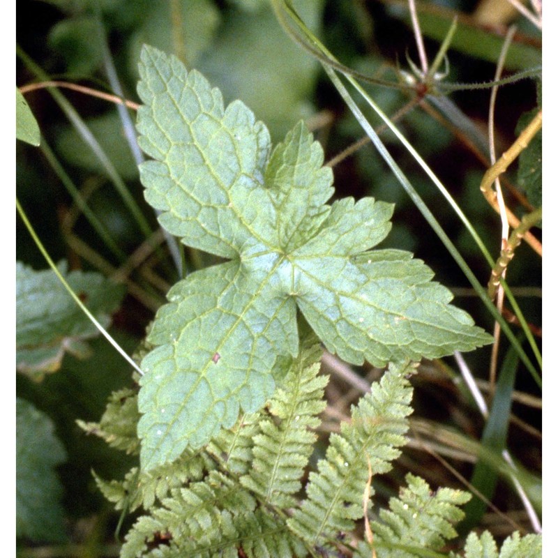 geranium versicolor l.