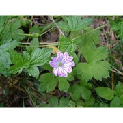 geranium versicolor l.