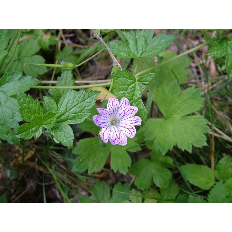 geranium versicolor l.